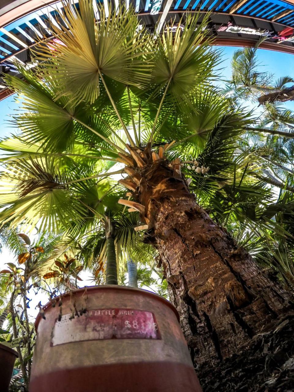 Albergue Cool Bananas Backpackers Agnes Water Exterior foto